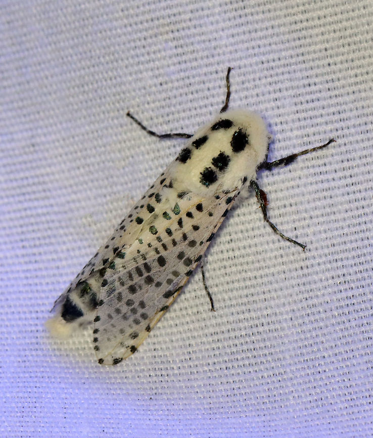 Leopard Moth - Zeuzera pyrina TL: ~30 mm. Semi-translucent FW with black spots. Fluffy, white thorax marked with black spots. Long abdomen. Hosts: Trees and woody plants. Status: Uncommon.<br />
<br />
Habitat: Attracted to a 365 nm LED light in a rural area<br />
<br />
2021(d)<br />
 Cossidae,Geotagged,Leopard Moth,Moth Week 2021,Summer,United States,Zeuzera,Zeuzera pyrina,moth