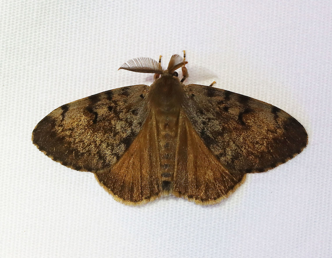 Gypsy Moth (Male) - Lymantria dispar TL: ~25 mm long. Forewing of males have dusky scalloped lines and black crescent-shaped reniform spots. Antennae are broadly bipectinate. They are a major pest species.<br />
<br />
Habitat: Attracted to a 365 nm LED light in a rural area; There were at least 25 males fluttering around.<br />
<br />
2021(d)<br />
 Erebidae,Geotagged,Gypsy moth,Lymantria,Lymantria dispar,Moth Week 2021,Summer,United States,moth