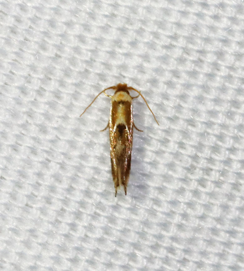 Philonome clemensella Moth week isn&#039;t going so well in Connecticut because it has been raining so much. But, little gems like this one make up for the lack otherwise!<br />
<br />
Habitat: Attracted to a 365 nm LED light in a semi-rural area<br />
<br />
2021(148) Geotagged,Moth Week 2021,Philonome,Philonome clemensella,Summer,Tineidae,United States,moth