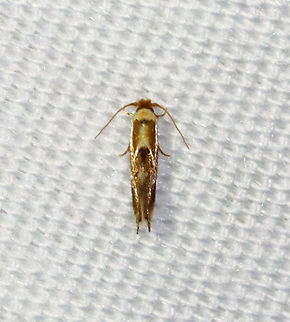 Philonome clemensella Moth week isn't going so well in Connecticut because it has been raining so much. But, little gems like this one make up for the lack otherwise!

Habitat: Attracted to a 365 nm LED light in a semi-rural area

2021(148) Geotagged,Moth Week 2021,Philonome,Philonome clemensella,Summer,Tineidae,United States,moth