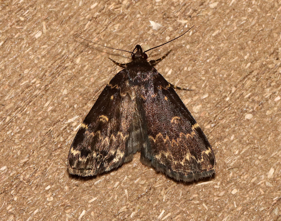 Glossy Black Idia - Idia lubricalis Habitat: Attracted to a 365 nm LED light in a semi-rural area<br />
<br />
2021(149) Geotagged,Glossy black idia,Idia,Idia lubricalis,Moth Week 2021,Summer,United States,moth