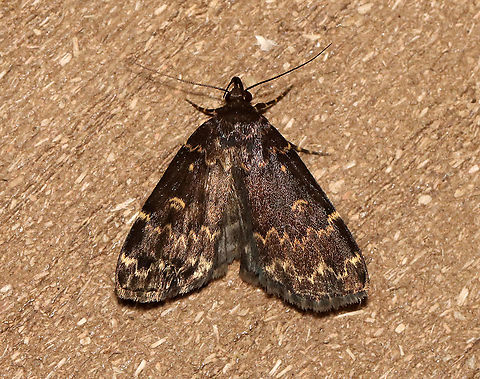 Glossy Black Idia - Idia lubricalis Habitat: Attracted to a 365 nm LED light in a semi-rural area
2021(149) Geotagged,Glossy black idia,Idia,Idia lubricalis,Moth Week 2021,Summer,United States,moth