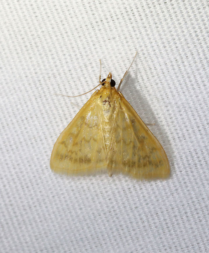 Moth - Hahncappsia sp.? *Tentative ID...Possibly Hahncappsia pergilvalis?<br />
<br />
Habitat: Attracted to a 365 nm LED light in a semi-rural area<br />
<br />
2021() Geotagged,Moth Week 2021,Summer,United State,moth
