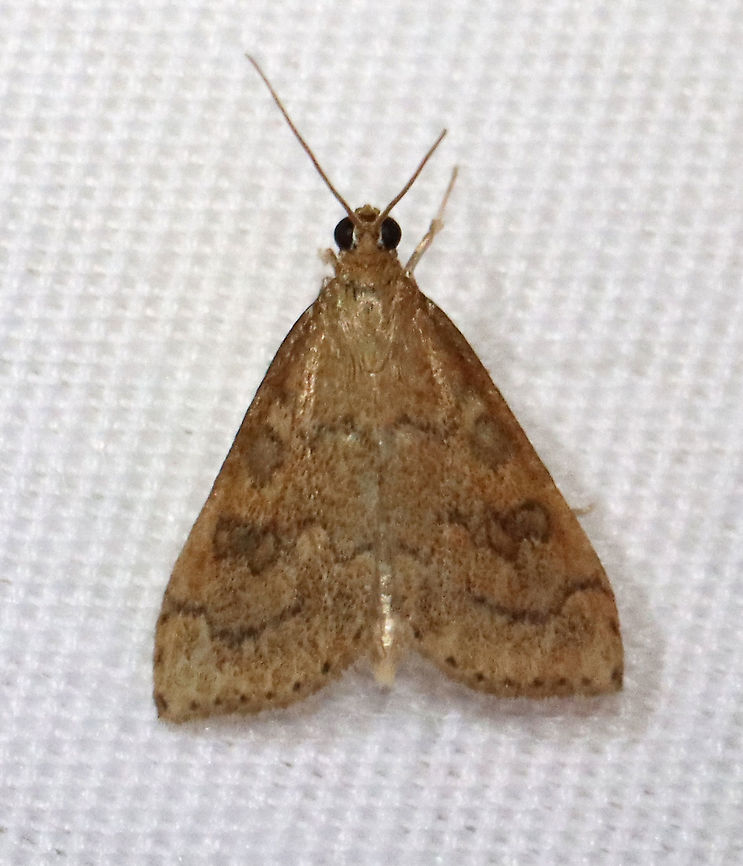 Celery Leaftier Moth - Udea rubigalis TL: 10 mm. Forewing was reddish tan with dusky lines. Reniform spot is figure eight-shaped.<br />
<br />
Habitat: Attracted to a 365 nm LED light in a semi-rural area<br />
<br />
2021(150) Celery leaftier,Crambidae,Geotagged,Moth Week 2021,Summer,Udea,Udea rubigalis,United States,greenhouse leaftier,moth