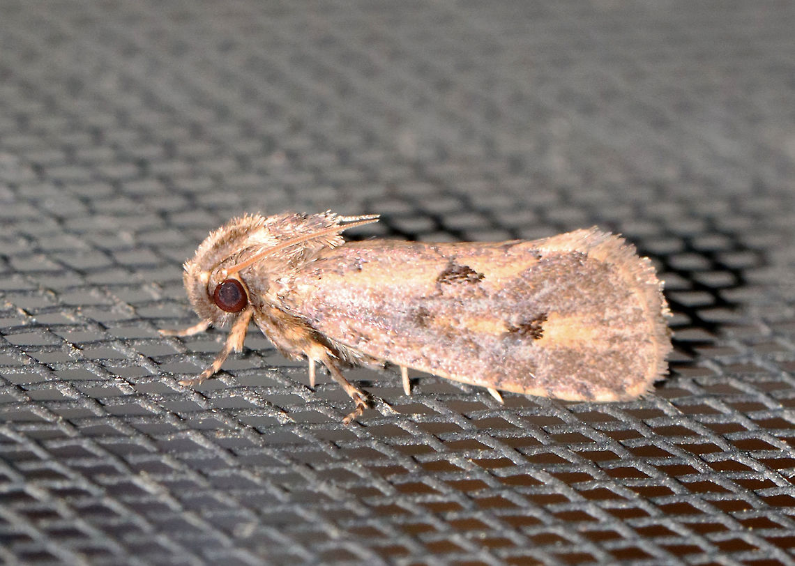 Clemens' Grass Tubeworm Moth - Acrolophus popeanella TL: ~10 mm. Tan/brown and marked with dark brown. It had a large median spot near inner margin of forewings.<br />
<br />
Habitat: Attracted to a 365 nm LED light in a semi-rural area<br />
<br />
2021(151) Acrolophidae,Acrolophus,Acrolophus popeanella,Clemens' Grass Tubeworm Moth,Geotagged,Moth Week 2021,Summer,United States,moth