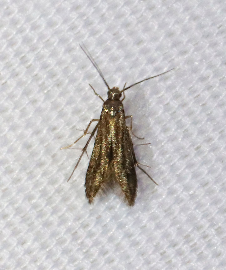 Schreckensteinia erythriella WS: ~10 mm. It had impressive spines on its hindlegs! Larvae feed on sumac (Rhus sp.).<br />
<br />
Habitat: Attracted to a 365 nm LED light in a semi-rural area<br />
<br />
2021(152) Geotagged,Moth Week 2021,Schreckensteinia,Schreckensteinia erythriella,Schreckensteiniidae,Summer,United States,moth