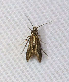 Schreckensteinia erythriella WS: ~10 mm. It had impressive spines on its hindlegs! Larvae feed on sumac (Rhus sp.).

Habitat: Attracted to a 365 nm LED light in a semi-rural area

2021(152) Geotagged,Moth Week 2021,Schreckensteinia,Schreckensteinia erythriella,Schreckensteiniidae,Summer,United States,moth