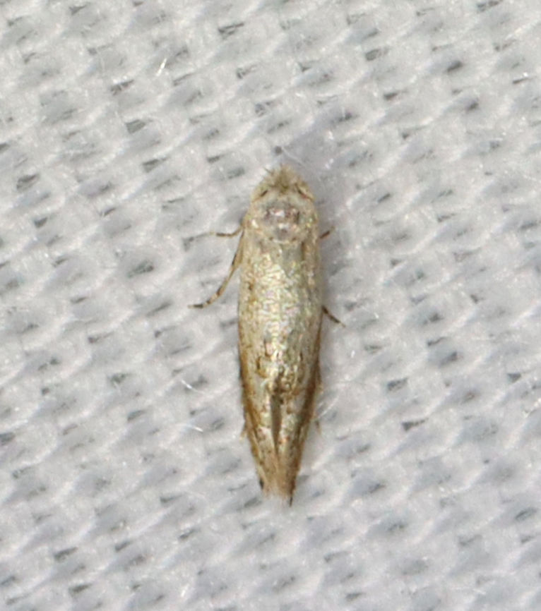 Bucculatrix packardella *Tentative ID<br />
<br />
Habitat: Attracted to a 365 nm LED light in a semi-rural area<br />
<br />
2021(153) Bucculatricidae,Bucculatrix,Bucculatrix Section IV,Bucculatrix packardella,Geotagged,Moth Week 2021,Summer,United States,leafminer,moth