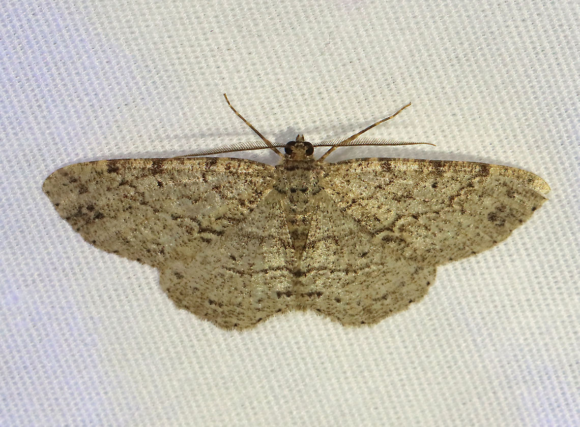 Canadian Melanolophia - Melanolophia canadaria WS: 35 mm. Pale gray FW marked with fragmented lines. Wavy PM line that is double at the midpoint and inner margin, forming two dark patches.<br />
<br />
Habitat: Attracted to a 365 nm LED light in a semi-rural area<br />
<br />
2021(154) Canadian melanolophia,Geometridae,Geotagged,Melanolophia,Melanolophia canadaria,Moth Week 2021,Summer,United States,moth