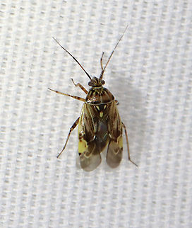 Tarnished Plant Bug - Lygus lineolaris Habitat: Attracted to a light; semi-rural area Geotagged,Hemiptera,Lygus,Lygus lineolaris,Miridae,Summer,Tarnished plant bug,United States,plant bug