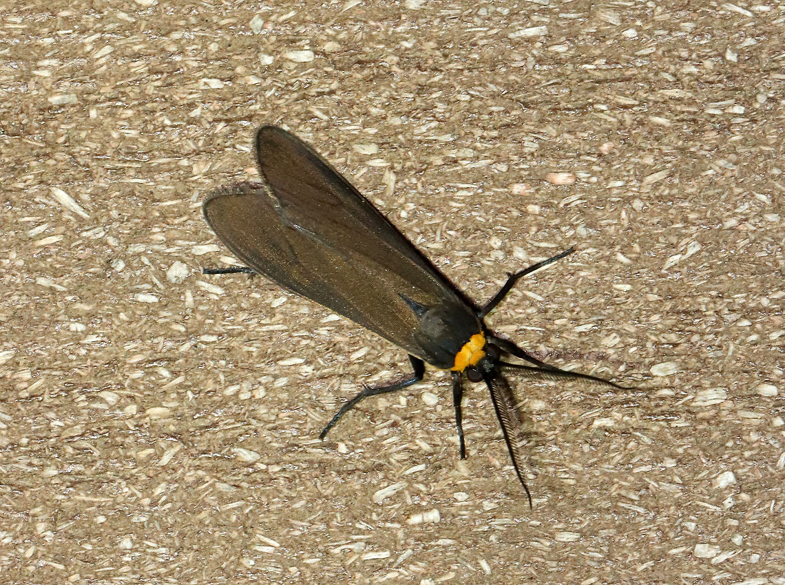 Orange-collared Scape Moth (Cisseps fulvicollis) TL: ~15 mm. Narrow, brown FW with yellow streak that extends along basal half of costa. Orange collar on thorax. Hosts: Grass, lichen, and spike-rush.<br />
<br />
Habitat: Attracted to a 365 nm LED light in a semi-rural area<br />
<br />
2021(155) Arctiidae,Cisseps,Cisseps fulvicollis,Geotagged,Moth Week 2021,Orange-collared Scape Moth,Summer,United States,moth
