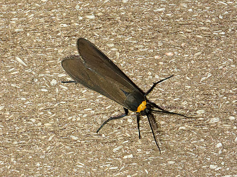 Orange-collared Scape Moth (Cisseps fulvicollis) TL: ~15 mm. Narrow, brown FW with yellow streak that extends along basal half of costa. Orange collar on thorax. Hosts: Grass, lichen, and spike-rush.

Habitat: Attracted to a 365 nm LED light in a semi-rural area

2021(155) Arctiidae,Cisseps,Cisseps fulvicollis,Geotagged,Moth Week 2021,Orange-collared Scape Moth,Summer,United States,moth