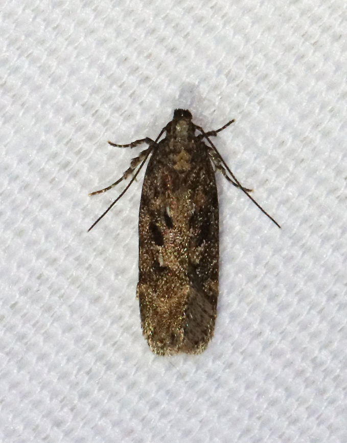Boxelder Leafworm Moth - Chionodes obscurusella Habitat: Attracted to a 365 nm LED light in a semi-rural area<br />
<br />
2021(d) Boxelder Leafworm Moth,Chionodes,Chionodes obscurusella,Gelechiidae,Geotagged,Moth Week 2021,Summer,United States,moth