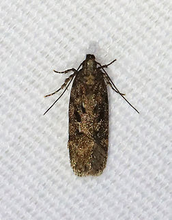 Boxelder Leafworm Moth