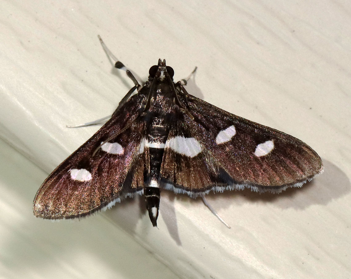 Grape Leaffolder - Desmia funeralis TL: ~15 mm. Black FW marked with two white spots in the median area. Hindwings have a broad, white, median band. Hosts: Evening primrose, grape, and redbud. Status: Common.<br />
<br />
Habitat: Attracted to a 365 nm LED light in a semi-rural area<br />
<br />
2021(156) Crambidae,Desmia,Desmia funeralis,Geotagged,Grape leaffolder,Moth Week 2021,Summer,United States,moth
