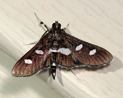 Grape Leaffolder - Desmia funeralis TL: ~15 mm. Black FW marked with two white spots in the median area. Hindwings have a broad, white, median band. Hosts: Evening primrose, grape, and redbud. Status: Common.

Habitat: Attracted to a 365 nm LED light in a semi-rural area

2021(156) Crambidae,Desmia,Desmia funeralis,Geotagged,Grape leaffolder,Moth Week 2021,Summer,United States,moth