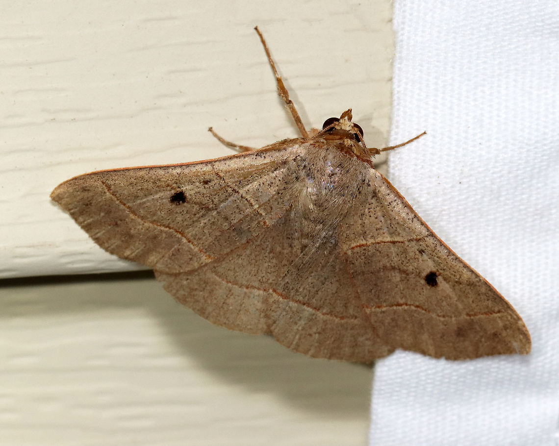 Red-lined Panopoda - Panopoda rufimargo TL: ~25 mm. Light brown FW with reddish-edged AM and PM lines. Reniform spot was black. Dotted ST line. Hosts: Beech and oak. Status: Common<br />
<br />
Habitat: Attracted to a 365 nm LED light in a semi-rural area<br />
<br />
2021(157)<br />
 Erebidae,Geotagged,Moth Week 2021,Panopoda,Panopoda rufimargo,Red-lined panopoda,Summer,United States,moth,owlet moth
