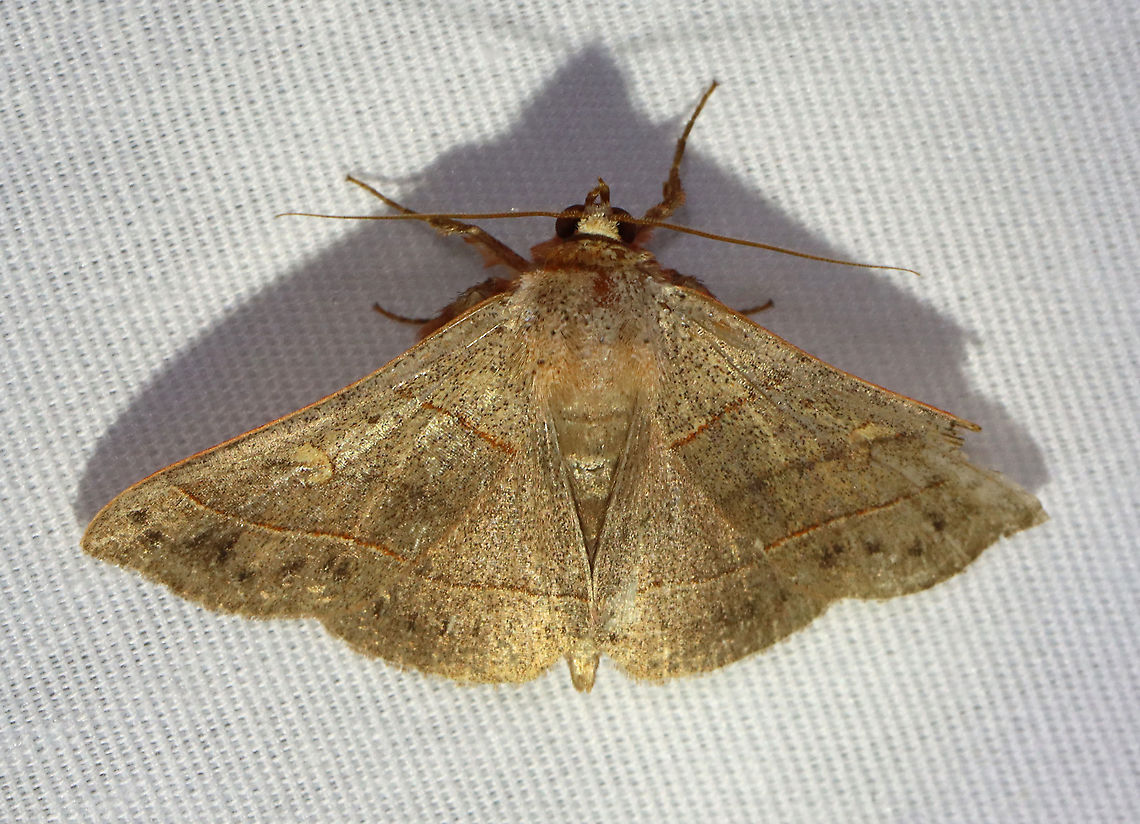 Red-lined Panopoda - Panopoda rufimargo TL: ~25 mm. Light brown FW with reddish-edged AM and PM lines. Reniform spot was pale. Dotted ST line. Hosts: Beech and oak. Status: Common<br />
<br />
Habitat: Attracted to a 365 nm LED light in a semi-rural area<br />
<br />
2021(d) Geotagged,Moth Week 2021,Panopoda,Panopoda rufimargo,Red-lined panopoda,Summer,United States,moth