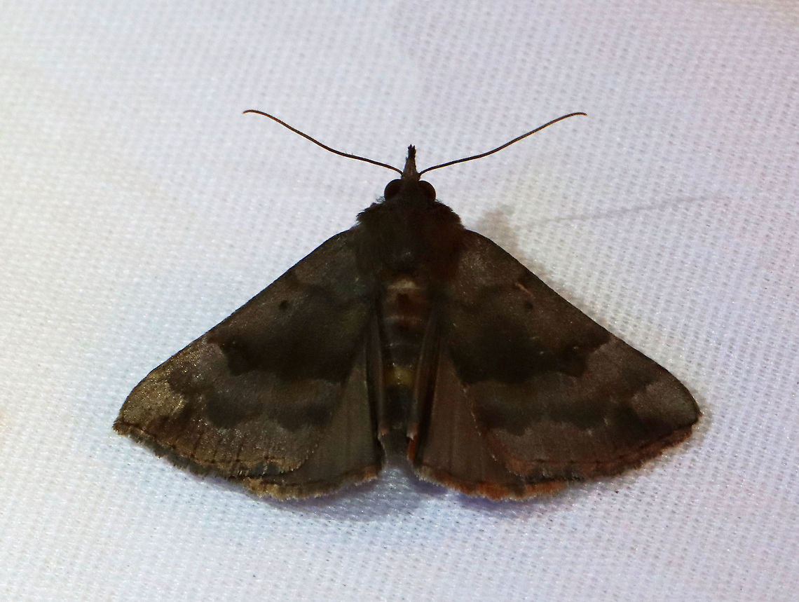 Hypena madefactalis - Gray-edged Hypena TL: ~20 mm. Sexually dimorphic, wavy PM line. Hosts: Black walnut and butternut.<br />
<br />
Habitat: Attracted to a 365 nm LED light in a semi-rural area<br />
<br />
2021(158)<br />
 Geotagged,Gray-edged Hypena,Hypena,Hypena madefactalis,Moth Week 2021,Noctuidae,Summer,United States,moth