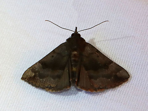 Hypena madefactalis - Gray-edged Hypena TL: ~20 mm. Sexually dimorphic, wavy PM line. Hosts: Black walnut and butternut.

Habitat: Attracted to a 365 nm LED light in a semi-rural area

2021(158)
 Geotagged,Gray-edged Hypena,Hypena,Hypena madefactalis,Moth Week 2021,Noctuidae,Summer,United States,moth