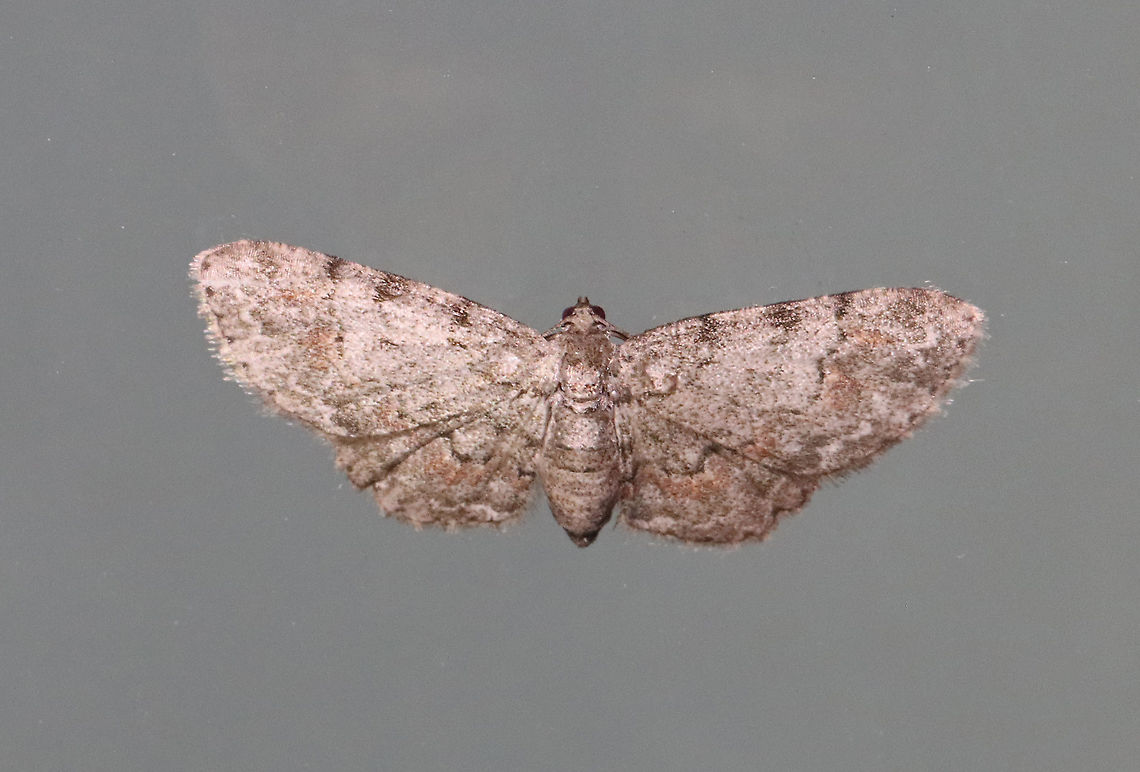 Texas Gray Moth (Glenoides texanaria) Habitat: Attracted to a 365 nm LED light in a semi-rural area<br />
<br />
2021(159) Geometridae,Geotagged,Glenoides,Glenoides texanaria,Moth Week 2021,Summer,Texas Gray,United States,moth