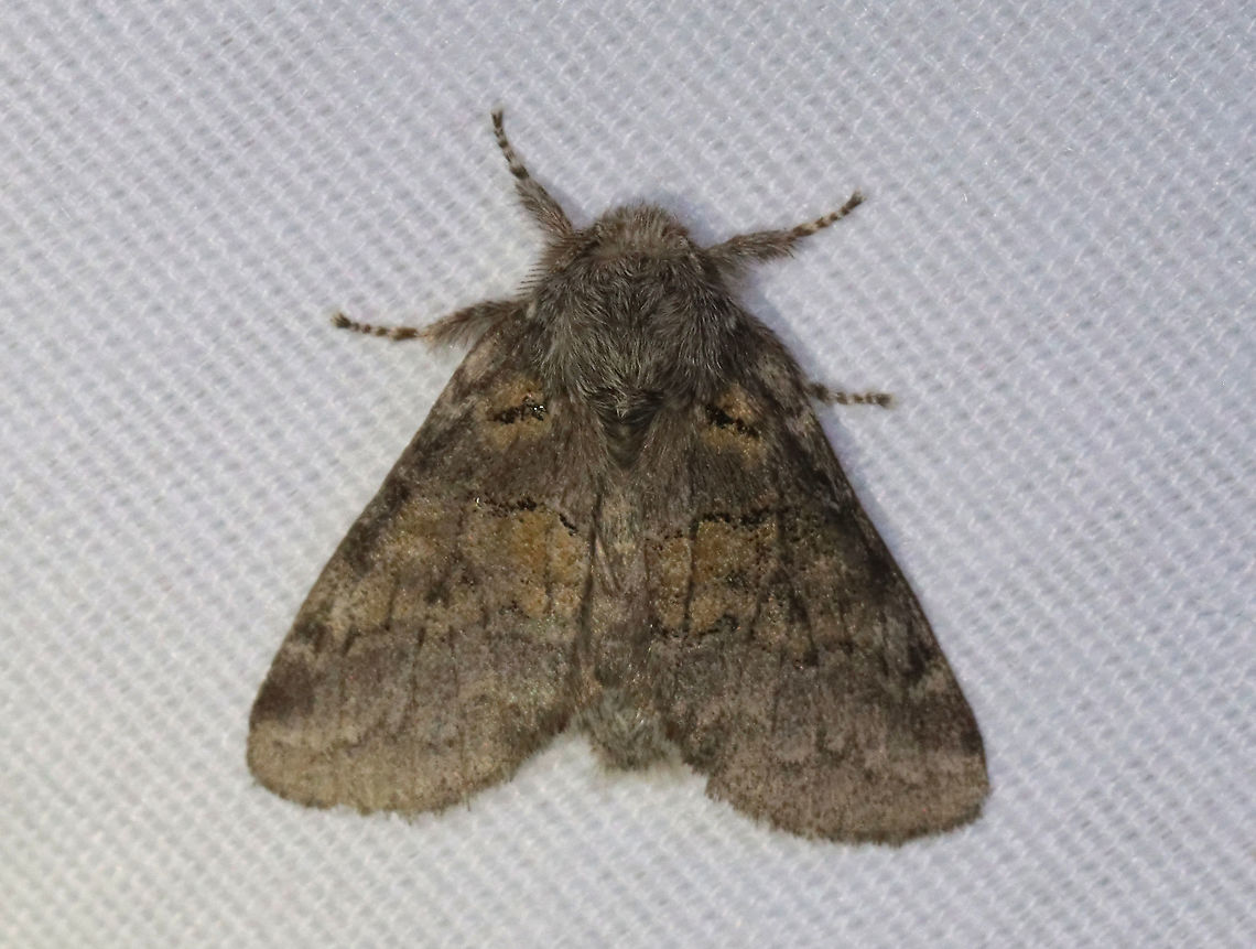 Dusky Marbled Brown - Gluphisia septentrionis TL: ~17 mm. Peppery FW with warm brown patches in inner median and basal areas. Host: Poplar<br />
<br />
Habitat: Attracted to a 365 + 395 nm LED light in a semi-rural area<br />
<br />
2021(160)<br />
<br />
 Dusky marbled brown,Geotagged,Gluphisia,Gluphisia crenata,Moth Week 2021,Notodontidae,Summer,United States,moth