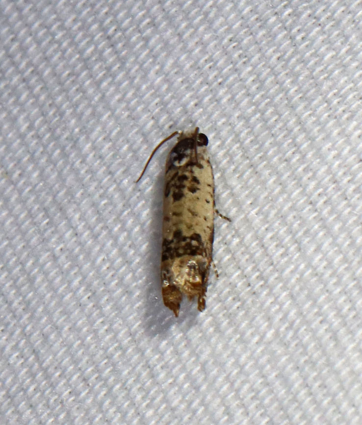 Ornate Eucosma - Eucosma ornatula <br />
Habitat: Attracted to a 365 + 395 nm LED light in a semi-rural area<br />
<br />
2021(161) Eucosma,Eucosma ornatula,Geotagged,Moth Week 2021,Ornate Eucosma,Summer,Tortricidae,United States,moth