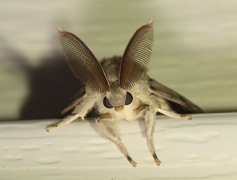 Gypsy Moth (Male) - Lymantria dispar He's cute, but not a nice guy. Thankfully, their numbers are finally decreasing.

Habitat: Attracted to a 365 + 395 nm LED light in a semi-rural area

2021(d) Erebidae,Geotagged,Gypsy moth,Lymantria,Lymantria dispar,Moth Week 2021,Summer,United States,moth