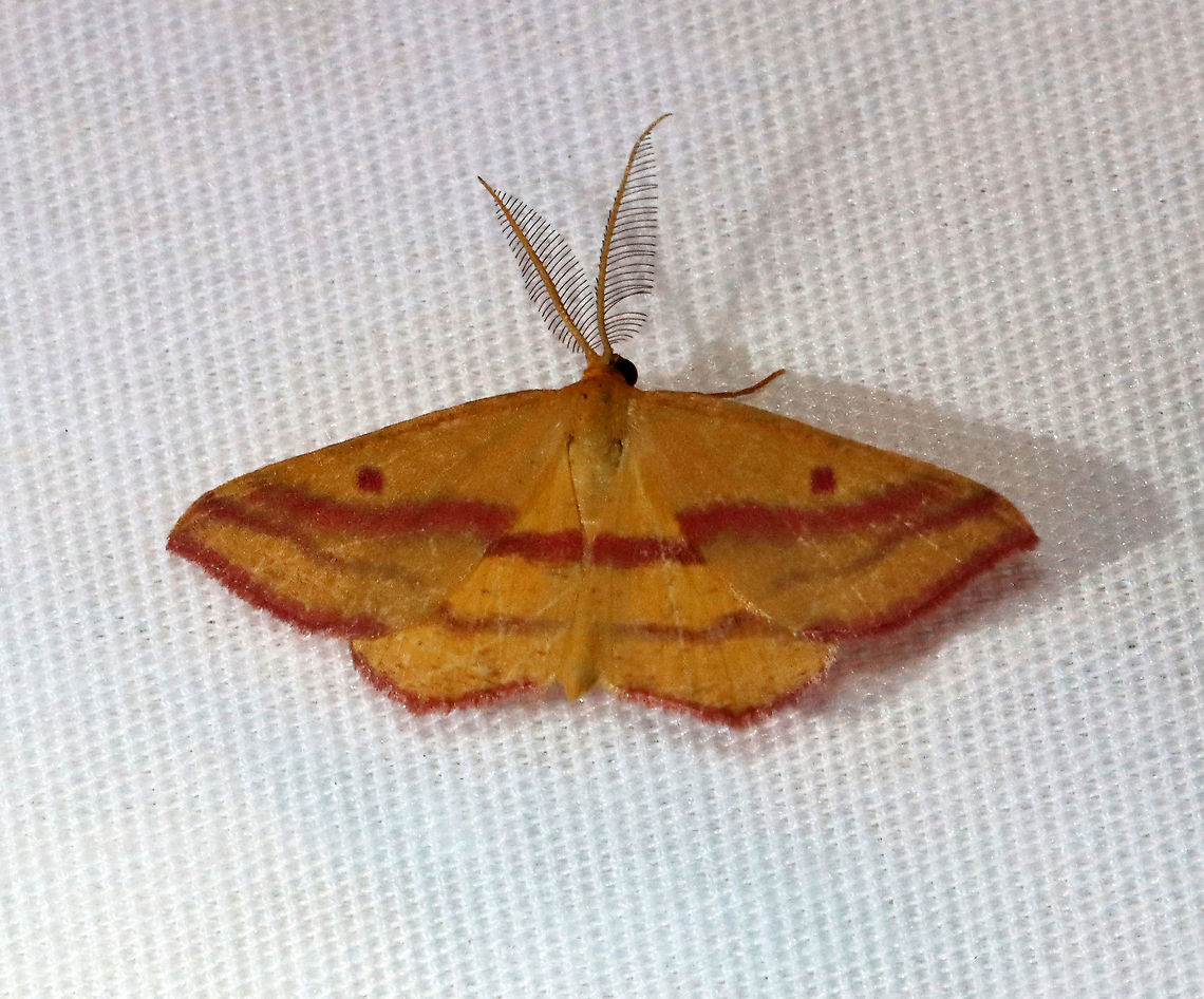 Chickweed Geometer - Haematopis grataria FW were yellowish with two hot pink bands crossing the outer half of wings. It also had 2 pink spots in the median area of the wings. <br />
<br />
Habitat: Attracted to a 365 + 395 nm LED light in a semi-rural area<br />
<br />
2021(162) Chickweed geometer,Geometridae,Geotagged,Haematopis,Haematopis grataria,Moth Week 2021,Summer,United States,moth