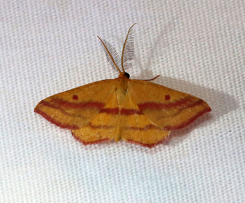 Chickweed Geometer - Haematopis grataria FW were yellowish with two hot pink bands crossing the outer half of wings. It also had 2 pink spots in the median area of the wings. 

Habitat: Attracted to a 365 + 395 nm LED light in a semi-rural area

2021(162) Chickweed geometer,Geometridae,Geotagged,Haematopis,Haematopis grataria,Moth Week 2021,Summer,United States,moth