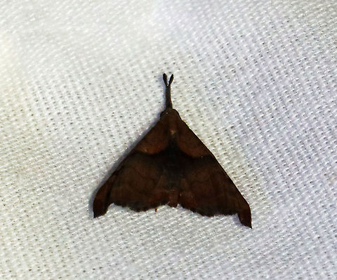 Palthis angulalis?? I've never seen such a dark Palthis angulalis, but I'm not sure what else it could be.

Habitat: Attracted to a 365 + 395 nm LED light in a semi-rural area

2021() Geotagged,Moth Week 2021,Palthis,Palthis angulalis,Summer,The-Dark Spotted Palthis,United States,moth