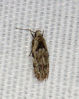 Sinoe robiniella WS: ~ 10 mm.

Habitat: Attracted to a 365 + 395 nm LED light in a semi-rural area

2021(163) Gelechiidae,Geotagged,Moth Week 2021,Sinoe,Sinoe robiniella,Summer,United States,moth