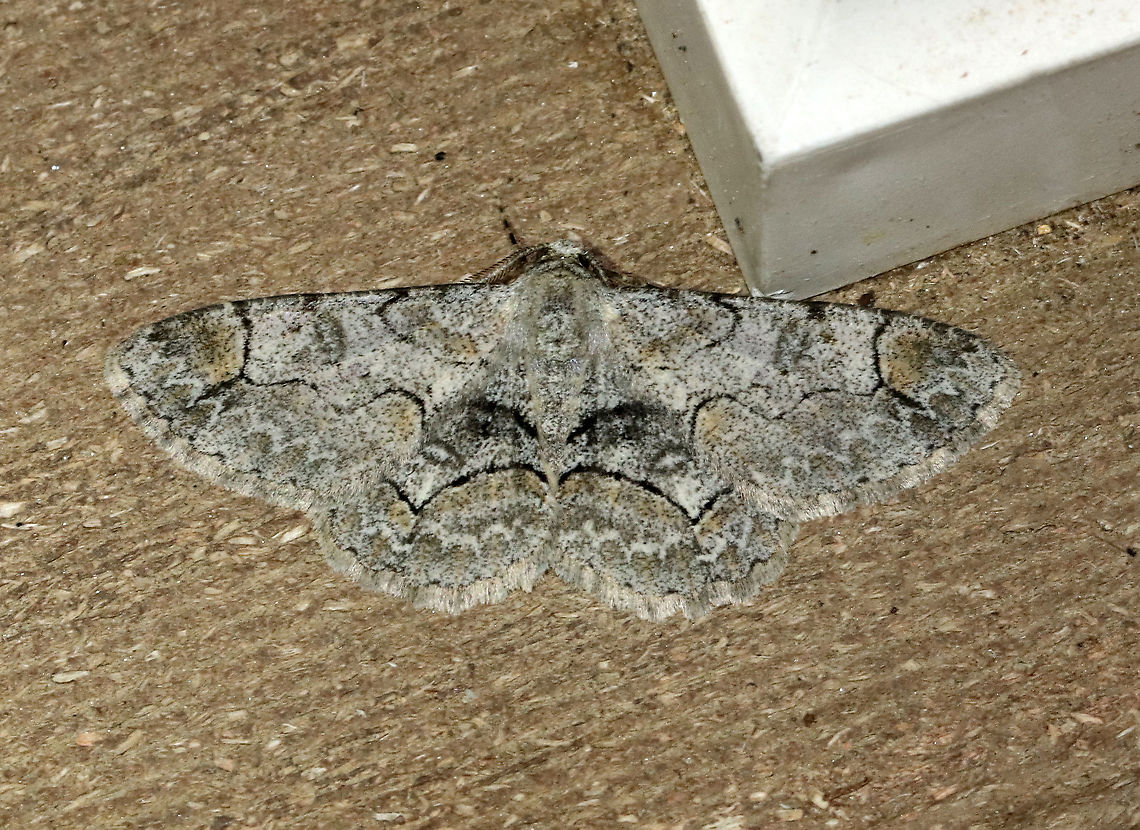 Bent-line Gray - Iridopsis larvaria WS: ~35 mm. HW has sharp kink in PM line. Hosts: Deciduous trees. Status: Common<br />
<br />
Habitat: Attracted to a 365+395 nm LED light in a semi-rural area<br />
<br />
2021(d)<br />
<br />
 Bent-line gray,Geometridae,Geotagged,Iridopsis,Iridopsis larvaria,Moth Week 2021,Summer,United States,moth