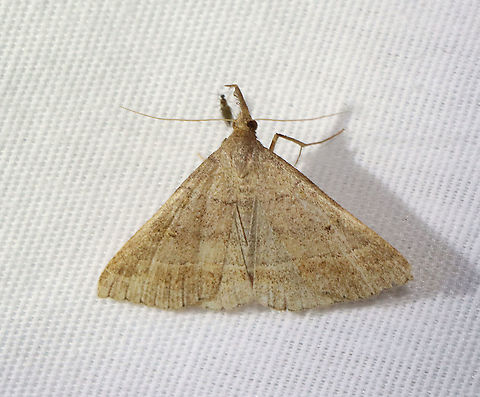 Renia flavipunctalis A very faded Renia flavipunctalis?

Habitat: Attracted to a 365 + 395 nm LED light in a semi-rural area

2021(164) Geotagged,Moth Week 2021,Renia flavipunctalis,Summer,United States,Yellow-dotted Renia,moth