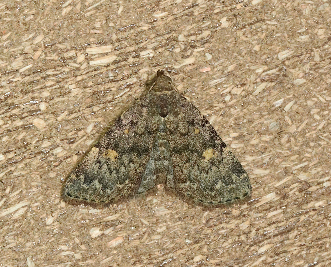 Common Idia - Idia aemula TL: ~12 mm. FW is grayish brown and peppered with darker scales. Lines are heaviest near costa. Orbicular and reniform spots are yellow. Pale yellow ST line. Hosts: Dead leaves and coniferous foliage. Status: common.<br />
<br />
Habitat: Attracted to a 365+395 nm LED light in a rural area<br />
<br />
2021(d) Common Idia,Erebidae,Geotagged,Idia,Idia aemula,Moth Week 2021,Summer,United States,moth