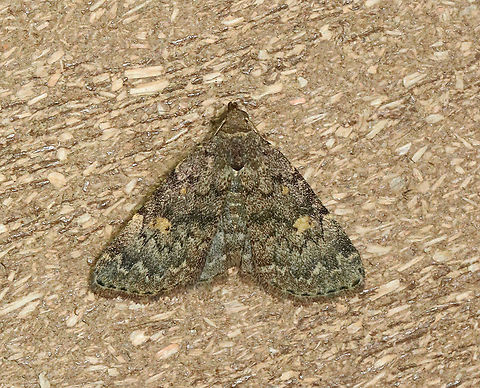 Common Idia - Idia aemula TL: ~12 mm. FW is grayish brown and peppered with darker scales. Lines are heaviest near costa. Orbicular and reniform spots are yellow. Pale yellow ST line. Hosts: Dead leaves and coniferous foliage. Status: common.

Habitat: Attracted to a 365+395 nm LED light in a rural area

2021(d) Common Idia,Erebidae,Geotagged,Idia,Idia aemula,Moth Week 2021,Summer,United States,moth