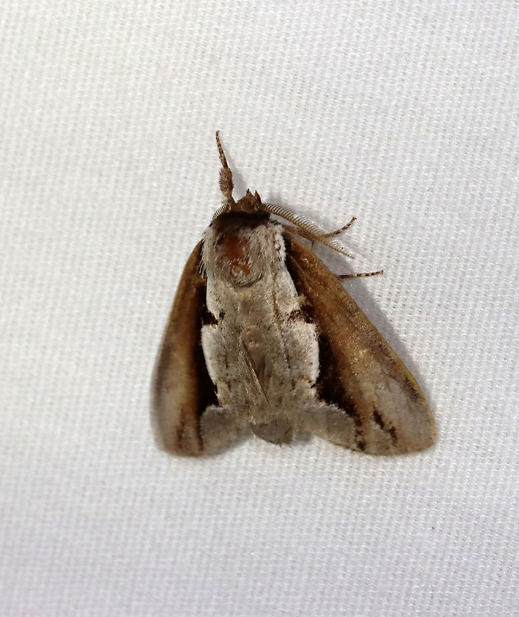 Double-toothed Prominent Moth - Nerice bidentata One of only two moths at my sheet last night!<br />
<br />
Habitat: Attracted to a 365 + 395 nm LED light in a semi-rural area<br />
<br />
2021(165) Double-toothed Prominent Moth,Geotagged,Moth Week 2021,Nerice,Nerice bidentata,Notodontidae,Summer,United States,moth,prominent