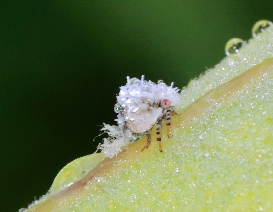 Two-striped Planthopper Nymph - Acanalonia bivittata A cute fluffbutt covered in dew.<br />
<br />
Habitat: Meadow Acanalonia bivittata,Geotagged,Summer,Two-striped Planthopper,United States,nymph,planthopper,two-striped planthopper nymph