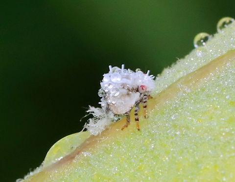 Two-striped Planthopper Nymph - Acanalonia bivittata A cute fluffbutt covered in dew.

Habitat: Meadow Acanalonia bivittata,Geotagged,Summer,Two-striped Planthopper,United States,nymph,planthopper,two-striped planthopper nymph