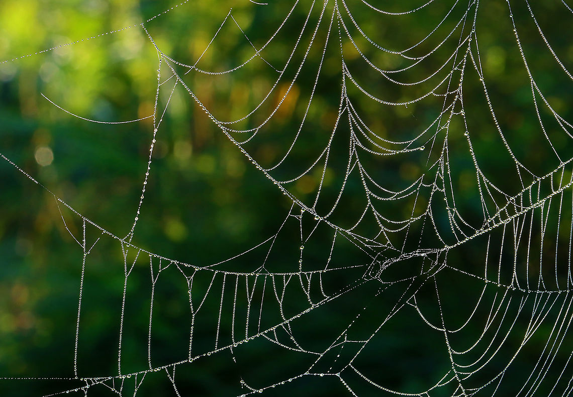 Spider's Web Spider silk is truly one of the wonders of nature. I love finding webs in meadows, and can barely fathom how spiders are able to produce webs made of impossibly thin, impossibly strong, and impossibly flexible silk. <br />
<br />
Some fun facts:<br />
-Spider silk is incredibly light and thin, yet it is stronger than steel, on a per-weight basis. It's actually 5x stronger than steel of the same diameter. Plus, it can stretch 4x its original length without breaking.<br />
<br />
-Their design is geometrically very organized, in order to optimize function: radial threads anchor the web to nearby objects, while spiral threads crisscross and anchor the web to the radial threads. <br />
<br />
-A spider can produce up to 7 different kinds of silk for different purposes: some silk is sticky, some is not sticky, some is fine for wrapping prey, other strands are thick, etc. They can even produce special silk that withstands UV damage if they are constructing it in a sunny spot!<br />
<br />
-Webs are designed to increase in strength when damaged. This is a crazy one and I don't completely understand it enough to explain it. But, the load capacity of a web increases up to 10% when damaged...the spider anticipates damage to its web. This is why the web can catch multiple prey items without breaking. And, somehow, localized damage makes the web stronger.<br />
<br />
Habitat: Meadow Geotagged,Summer,United States,spider's web,web
