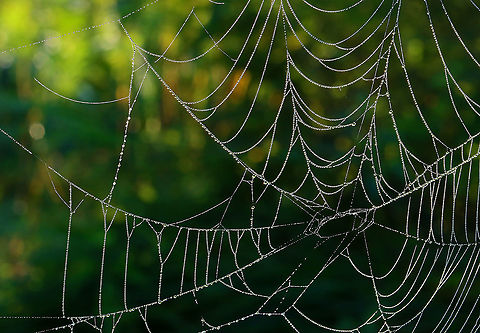 Spider's Web Spider silk is truly one of the wonders of nature. I love finding webs in meadows, and can barely fathom how spiders are able to produce webs made of impossibly thin, impossibly strong, and impossibly flexible silk. 

Some fun facts:
-Spider silk is incredibly light and thin, yet it is stronger than steel, on a per-weight basis. It's actually 5x stronger than steel of the same diameter. Plus, it can stretch 4x its original length without breaking.

-Their design is geometrically very organized, in order to optimize function: radial threads anchor the web to nearby objects, while spiral threads crisscross and anchor the web to the radial threads. 

-A spider can produce up to 7 different kinds of silk for different purposes: some silk is sticky, some is not sticky, some is fine for wrapping prey, other strands are thick, etc. They can even produce special silk that withstands UV damage if they are constructing it in a sunny spot!

-Webs are designed to increase in strength when damaged. This is a crazy one and I don't completely understand it enough to explain it. But, the load capacity of a web increases up to 10% when damaged...the spider anticipates damage to its web. This is why the web can catch multiple prey items without breaking. And, somehow, localized damage makes the web stronger.

Habitat: Meadow Geotagged,Summer,United States,spider's web,web