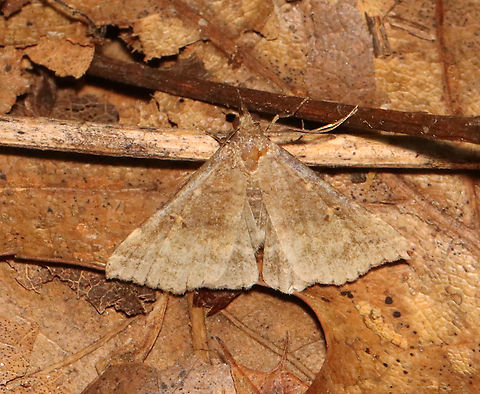 Speckled Renia Moth - Renia adspergillus I nearly stepped on it!

Habitat: Deciduous forest
https://www.jungledragon.com/image/119056/speckled_renia_moth_-_renia_adspergillus.html Erebidae,Geotagged,Gray Renia,Moth Week 2021,Renia,Renia adspergillus,Summer,United States