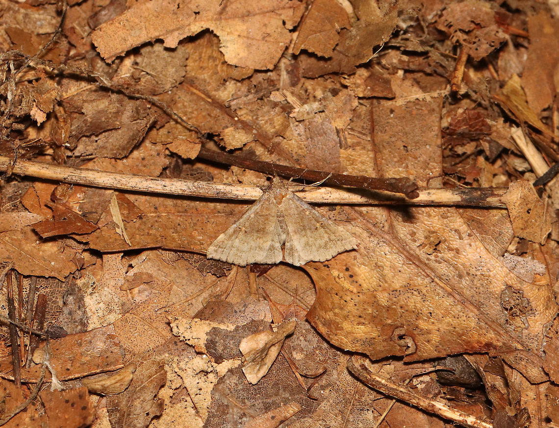 Speckled Renia Moth - Renia adspergillus I nearly stepped on it!<br />
<br />
Habitat: Deciduous forest<br />
<figure class="photo"><a href="https://www.jungledragon.com/image/119055/speckled_renia_moth_-_renia_adspergillus.html" title="Speckled Renia Moth - Renia adspergillus"><img src="https://s3.amazonaws.com/media.jungledragon.com/images/3232/119055_thumb.jpg?AWSAccessKeyId=05GMT0V3GWVNE7GGM1R2&Expires=1759968010&Signature=OmAvpdxzhojbPL%2BzfCn3aaTwPUg%3D" width="200" height="164" alt="Speckled Renia Moth - Renia adspergillus I nearly stepped on it!<br />
<br />
Habitat: Deciduous forest<br />
https://www.jungledragon.com/image/119056/speckled_renia_moth_-_renia_adspergillus.html Erebidae,Geotagged,Gray Renia,Moth Week 2021,Renia,Renia adspergillus,Summer,United States" /></a></figure> Geotagged,Gray Renia,Moth Week 2021,Renia adspergillus,Summer,United States