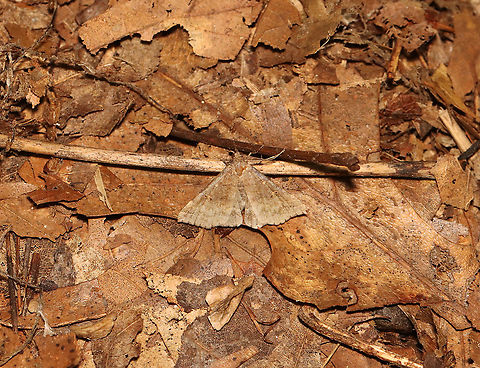 Speckled Renia Moth - Renia adspergillus I nearly stepped on it!

Habitat: Deciduous forest
https://www.jungledragon.com/image/119055/speckled_renia_moth_-_renia_adspergillus.html Geotagged,Gray Renia,Moth Week 2021,Renia adspergillus,Summer,United States