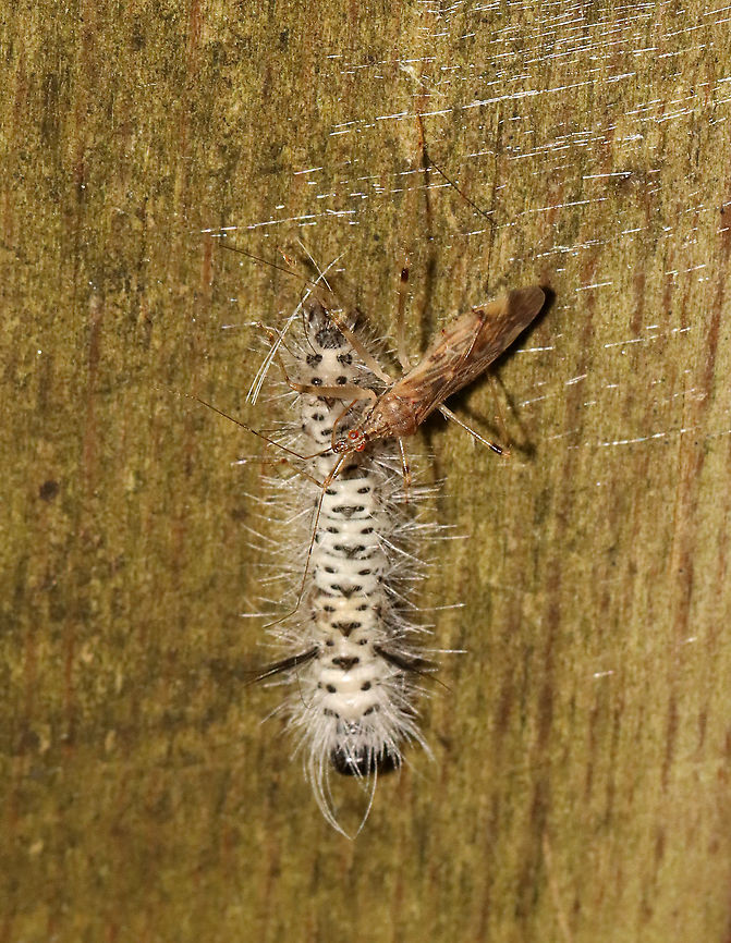 Damsel Bug - Lasiomerus annulatus I found this damsel bug feasting on a Lophocampa caryae caterpillar. I frequently see these caterpillars on this bridge and remind my kids, "be wary if it's hairy" so they think twice before touching a caterpillar with urticating hairs.<br />
<br />
Habitat: Deciduous forest Damsel bug,Geotagged,Lasiomerus,Lasiomerus annulatus,Nabidae,Summer,United States