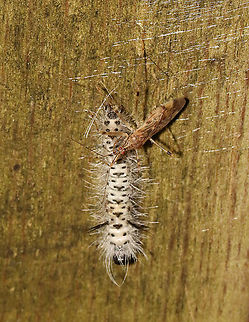 Damsel Bug - Lasiomerus annulatus I found this damsel bug feasting on a Lophocampa caryae caterpillar. I frequently see these caterpillars on this bridge and remind my kids, "be wary if it's hairy" so they think twice before touching a caterpillar with urticating hairs.

Habitat: Deciduous forest Damsel bug,Geotagged,Lasiomerus,Lasiomerus annulatus,Nabidae,Summer,United States