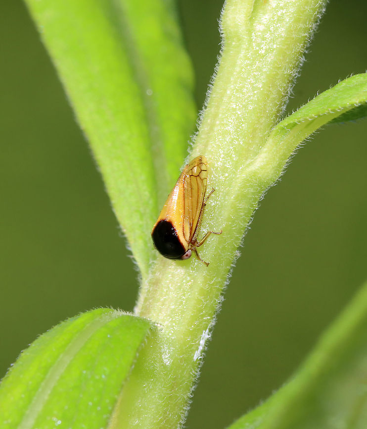 Black Leafhopper - Acutalis tartarea My first time seeing this species!<br />
<br />
Habitat: Meadow Acutalis,Acutalis tartarea,Black Leafhopper,Geotagged,Summer,United States,leafhopper