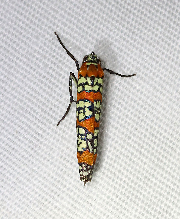 Ailanthus Webworm Moth - Atteva aurea TL: ~15 mm long. Orange forewings are boldly patterned with wide black-edged bands of pale yellow spots.<br />
<br />
Habitat: Attracted to a 365 + 395 nm LED light in a semi-rural area<br />
<br />
2021(166) Ailanthus webworm,Atteva,Atteva aurea,Geotagged,Moth Week 2021,Summer,United States,moth