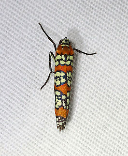 Ailanthus Webworm Moth - Atteva aurea TL: ~15 mm long. Orange forewings are boldly patterned with wide black-edged bands of pale yellow spots.

Habitat: Attracted to a 365 + 395 nm LED light in a semi-rural area

2021(166) Ailanthus webworm,Atteva,Atteva aurea,Geotagged,Moth Week 2021,Summer,United States,moth