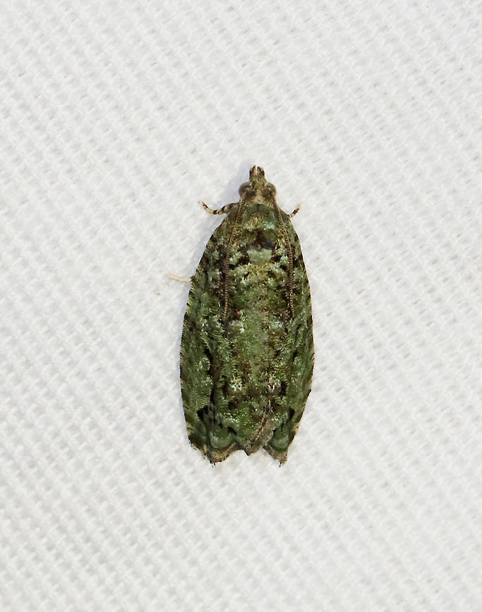 Proteoteras moffatiana Habitat: Attracted to a 365 + 395 nm LED light in a semi-rural area<br />
<br />
2021(167) Geotagged,Moth Week 2021,Proteoteras,Proteoteras moffatiana,Summer,United States,moth